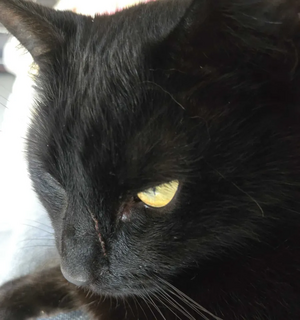 Destiny with a scar on his nose