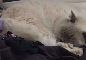 Kismet sleeping on a pile of washing